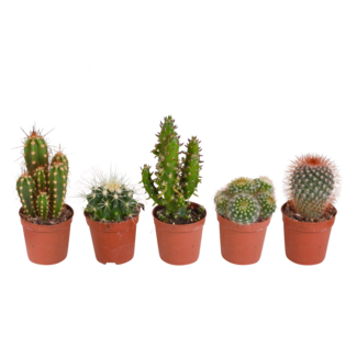 Cactus mix 5.5 cm - 5x - zonder pot