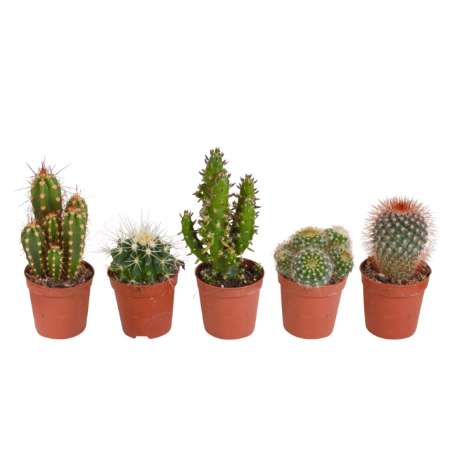 Cactus mix 5.5 cm - 5x - zonder pot