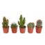 Cactus mix 5.5 cm - 5x - zonder pot