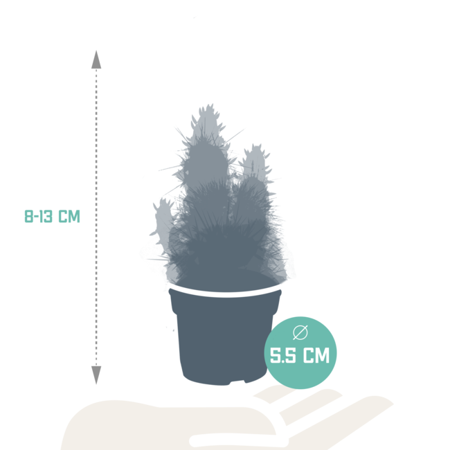 Cactus mix 5.5 cm - 5x - zonder pot