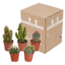 Cactus mix 5.5 cm - 5x - zonder pot