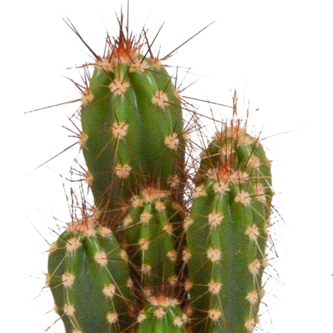 Cactus mix 5.5 cm - 5x - zonder pot