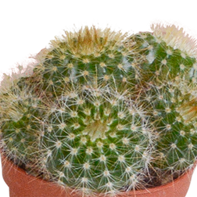 Cactus mix 5.5 cm - 5x - zonder pot