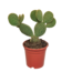 Opuntia microdasys