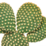 Opuntia microdasys