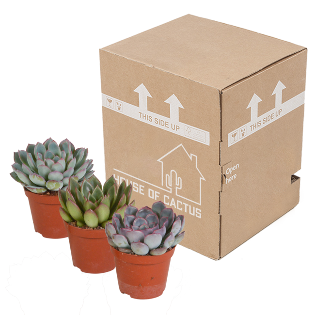 Echeveria mix 8.5 cm