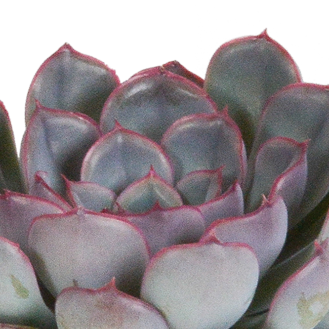 Echeveria mix 8.5 cm