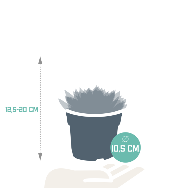 Echeveria mix 10.5 cm