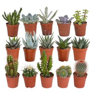 Cactus en vetplanten mix 5.5 cm | 15 stuks