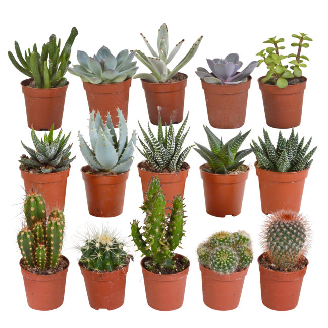 Cactus en vetplanten mix 5.5 cm | 15 stuks