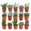 Cactus en vetplanten mix 5.5 cm | 15 stuks