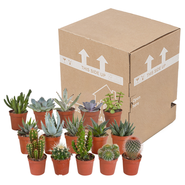 Cactus en vetplanten mix 5.5 cm | 15 stuks