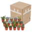 Cactus en vetplanten mix 5.5 cm | 15 stuks