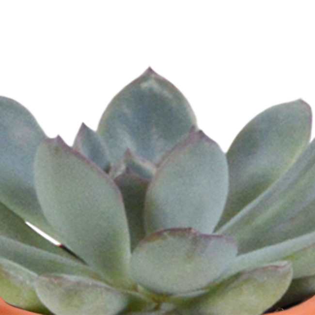 Cactus en vetplanten mix 5.5 cm | 15 stuks