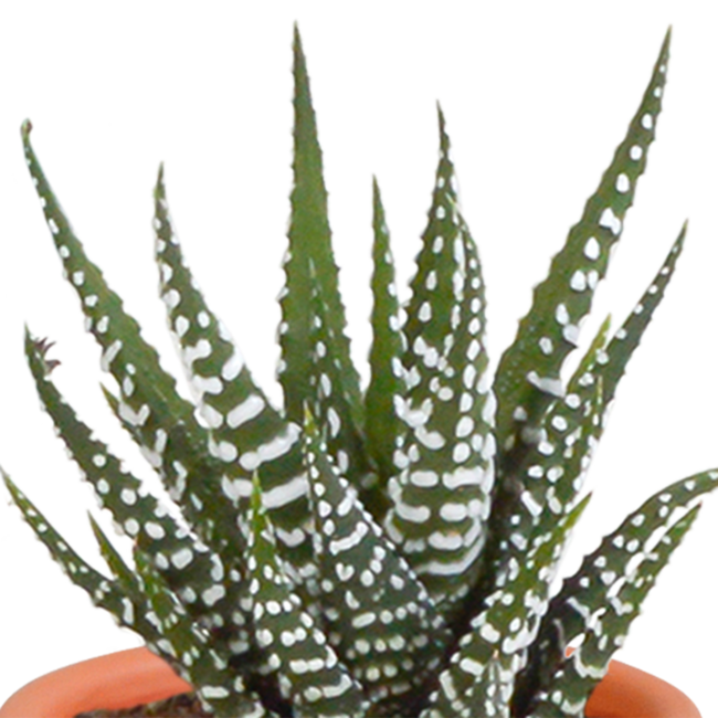 Cactus en vetplanten mix 5.5 cm | 15 stuks
