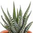 Cactus en vetplanten mix 5.5 cm | 15 stuks