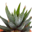 Cactus en vetplanten mix 5.5 cm | 15 stuks