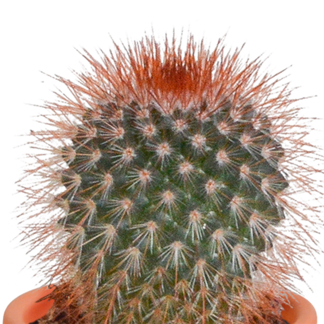 Cactus en vetplanten mix 5.5 cm | 15 stuks