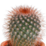 Cactus en vetplanten mix 5.5 cm | 15 stuks