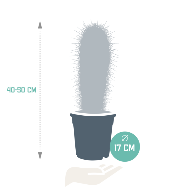 Pachycereus pringlei