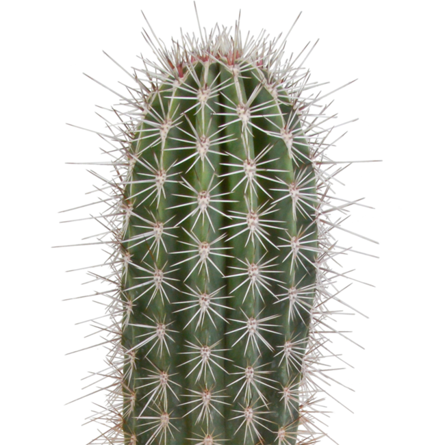 Pachycereus pringlei