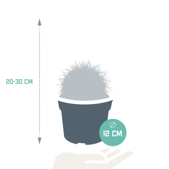 Echinocactus grusonii 12cm