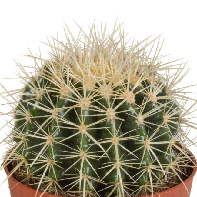 Echinocactus grusonii 12cm