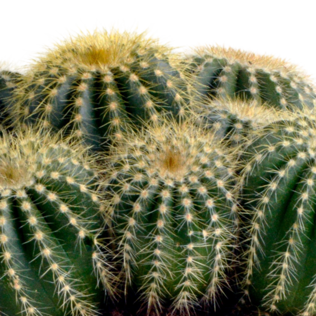 Eriocactus warasii 12cm