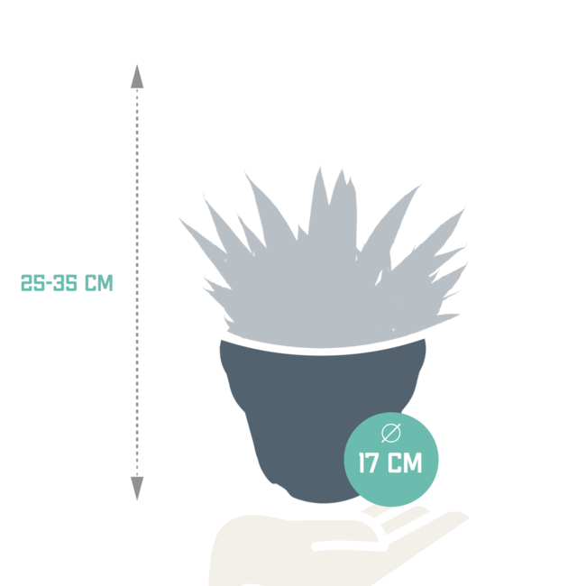 Gasteria 'd Due 17cm