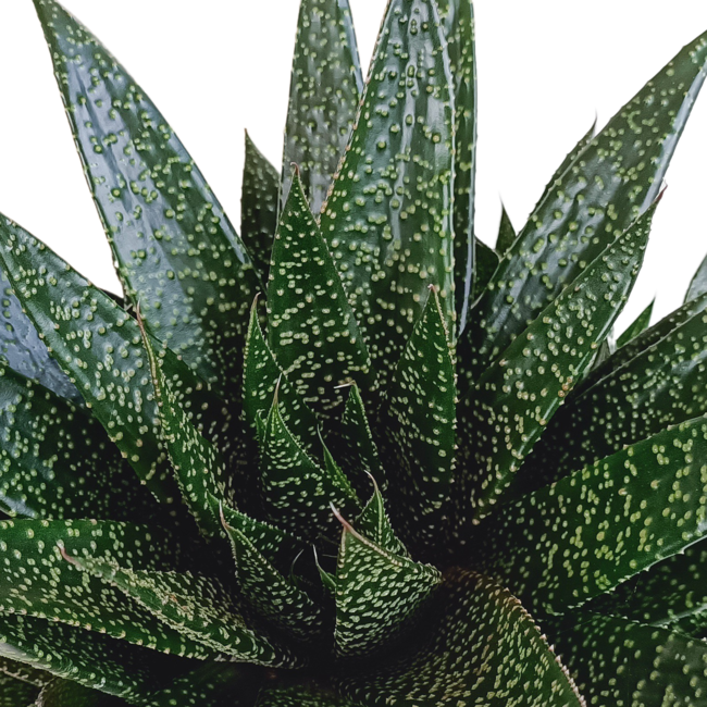 Gasteria 'd Due 17cm