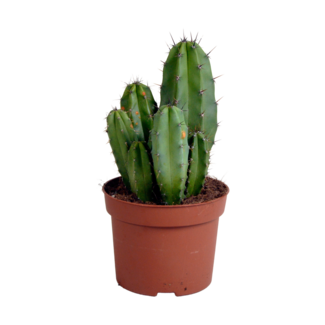 Polaskia chula 12cm