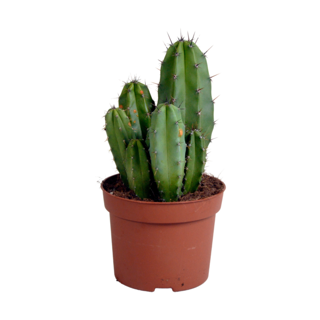 Polaskia chula 12cm
