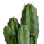 Polaskia chula 12cm