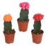 Euphorbia meloformis variegata