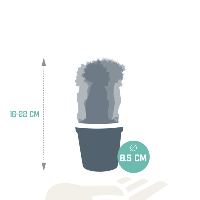 Euphorbia meloformis variegata