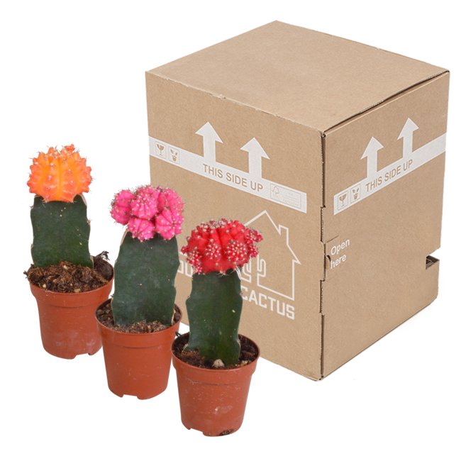 Euphorbia meloformis variegata