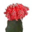 Euphorbia meloformis variegata