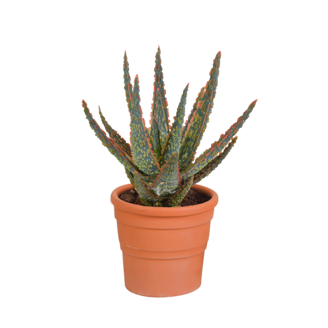 Aloë zebrina Dannyz 10,5cm - in terracotta pot