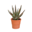 Aloë zebrina Dannyz 10,5cm - in terracotta pot