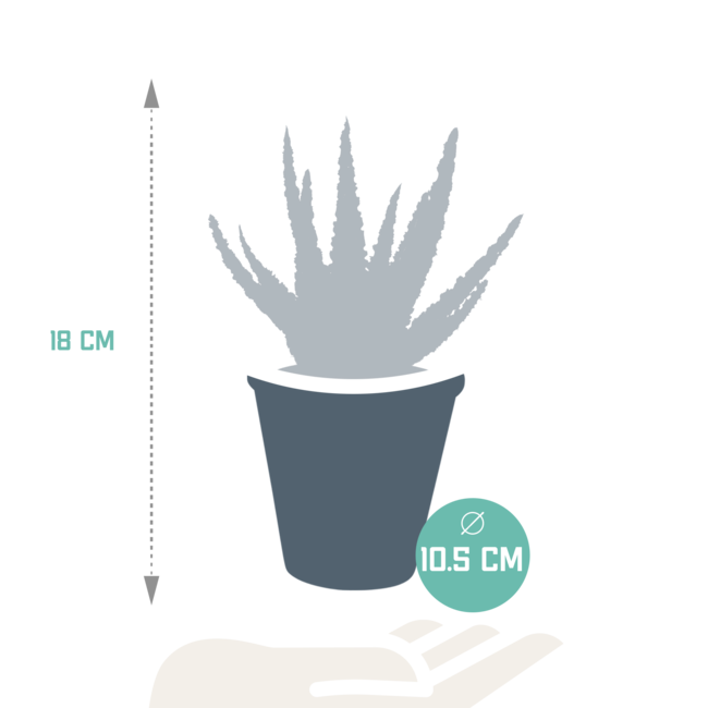 Aloë zebrina Dannyz 10,5cm - in terracotta pot