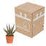 Aloë zebrina Dannyz 10,5cm - in terracotta pot