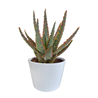 Aloë zebrina Dannyz 10,5cm - in witte pot vsn € 19,95 voor