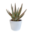 Aloë zebrina Dannyz 10,5cm - in witte pot