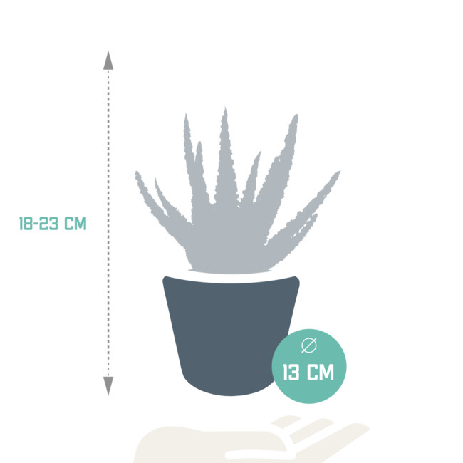 Aloë zebrina Dannyz 10,5cm - in witte pot
