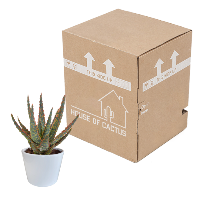 Aloë zebrina Dannyz 10,5cm - in witte pot