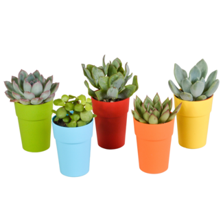 Vetplanten mix 5.5 cm - 5x - in gekleurde plasticpot