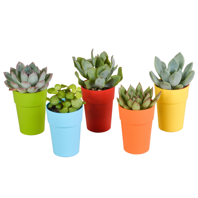 Vetplanten mix 5.5 cm - 5x - in gekleurde plasticpot