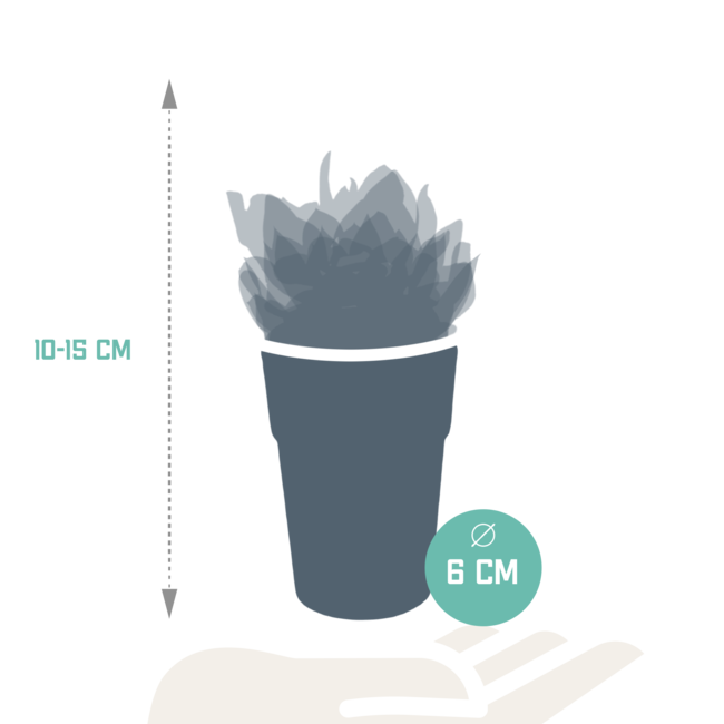 Vetplanten mix 5.5 cm - 5x - in gekleurde plasticpot