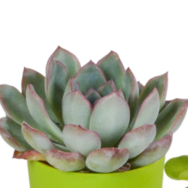 Vetplanten mix 5.5 cm - 5x - in gekleurde plasticpot
