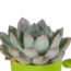 Vetplanten mix 5.5 cm - 5x - in gekleurde plasticpot